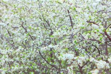 spring blooming with a lot of white flowers