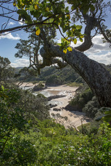 Fototapeta na wymiar Matapouri Tutukaka New Zealand coast tree
