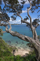 Fototapeta na wymiar Matapouri Tutukaka New Zealand coast Whale Bay Tree branches
