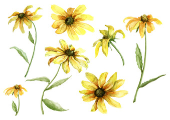 Set of yellow daisies with green stems on a white background. Watercolor illustration.