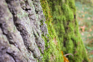 Tree bark covered with moss