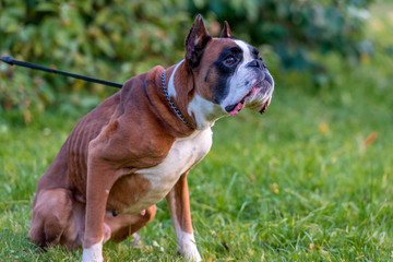 skinny brown with white german boxer dog on green