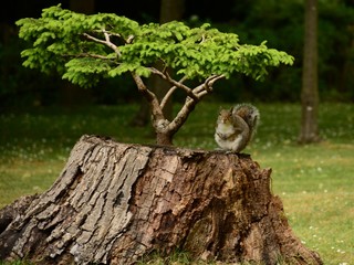 Ardilla debajo de un bonsai