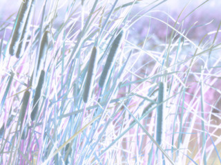 high key cattails with altered colors and soft effect