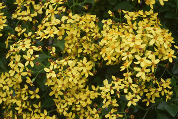 Fototapeta premium Arbustes de haie à fleurs jaunes de cinq pétales