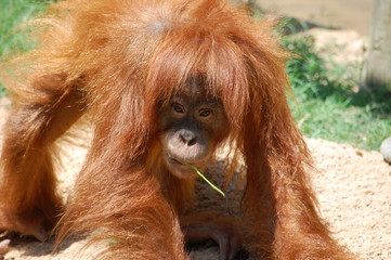 Un orangutan comiendo hierba
