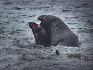 Elefante marino enojado en la playa