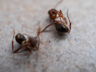 Red domestic ants die from poisoning with modern isecticides. Pest Control with bug