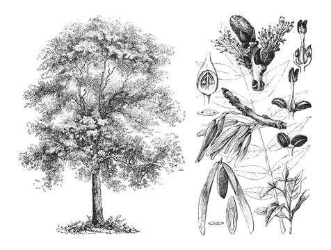 Ash (Fraxinus excelsior) / vintage illustration from Brockhaus Konversations-Lexikon 1908