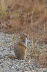 Naklejka na ściany i meble Arctic Ground Squirrel in Autumn n Alaska