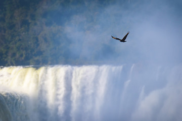 Flying bird over waterfall