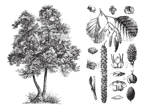 Common alder (Alnus glutinosa) / vintage illustration from Brockhaus Konversations-Lexikon 1908