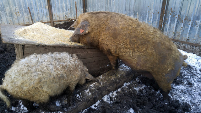 Tale of several pigs with curly hair similar to sheep. Mangalica Hungarian breed of domestic pig