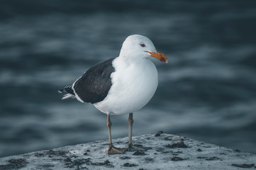 Gaviota cocinera parada con el mar de fondo