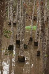 Trees growing in a swamp