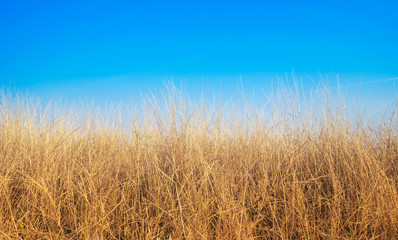 Dead grass and the background is blue sky