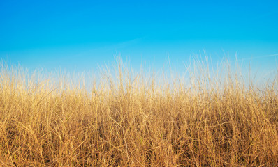 Dead grass and the background is blue sky