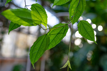 the detail of tropic plant in a greenhouse