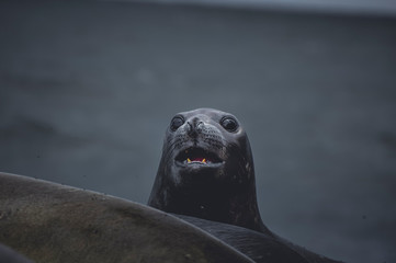 Sea elephant in the beach looking at the front to the camera