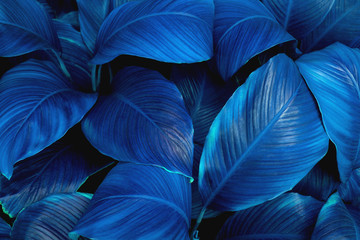 leaves of Spathiphyllum cannifolium, abstract green texture, nature background, tropical leaf