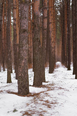 Fototapeta premium pine forest in the snow