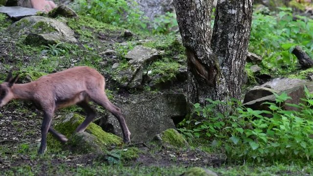 Young Pyrenean chamois (Rupicapra pyrenaica) kid foraging among rocks on mountain slope in the Pyrenees