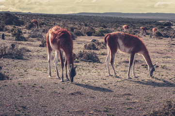 Guancos almientándose en la estepa patagónica