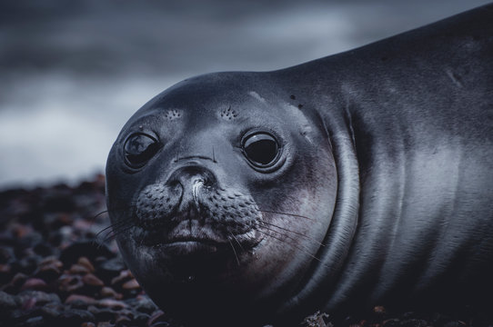 ゾウアザラシ属 画像 参照 11,360 Stock 写真、ベクターおよびビデオ Adobe Stock