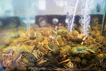 live crayfish in the store in the aquarium