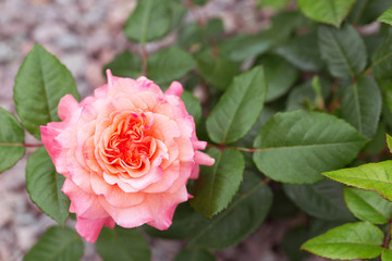 Pink and orange rose with dark green leaves.Top view.Concept of choosing beautiful flowering plants for landscaping, growing roses.