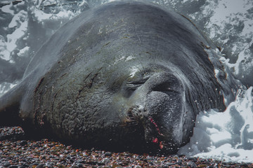 Elefante marino macho bajo las olas