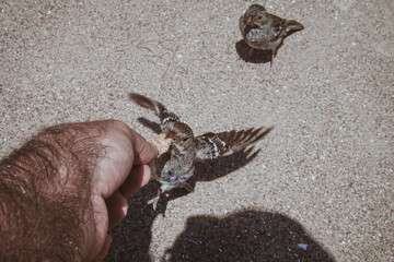 birds feeding from the hand