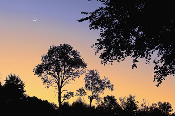Summer landscape of silhouetted trees and crescent moon at dawn, Michigan, USA