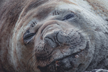 Sea elephant resting 