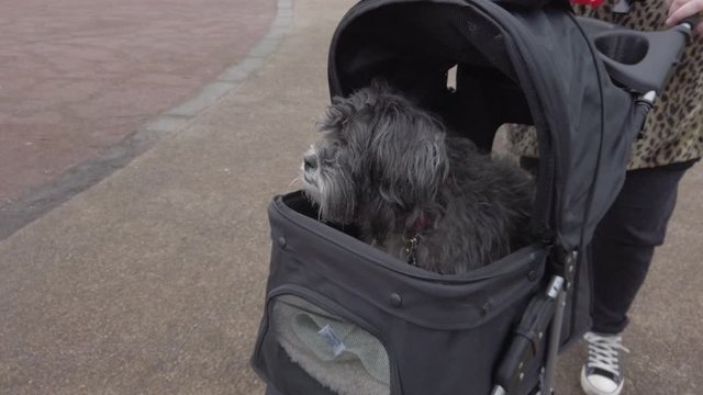 Female pushing funny old dog in stroller pram slow motion through park. Pull back tracking left to right.