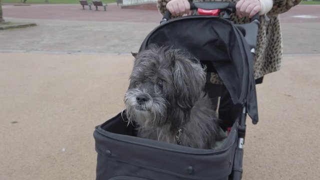 Female pushing funny old dog in stroller pram slow motion through park. Close up pull back.
