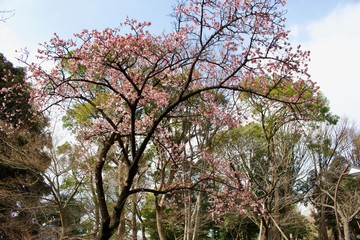 Start of the sakura season at Japan