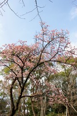Start of the sakura season at Japan