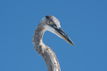 Great Blue Heron