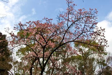Start of the sakura season at Japan