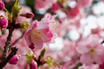 Fototapeta na wymiar Cherry blossom at Tokyo, Japan