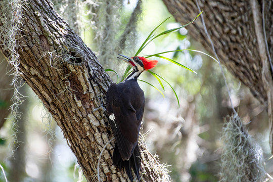 Pileated Woodpecker