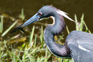 Fototapeta premium Tricolored Heron
