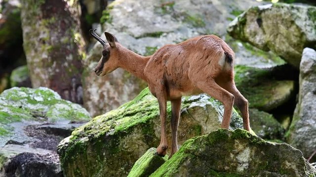 Pyrenean chamois (Rupicapra pyrenaica) standing among rocks in forest on mountain slope in the Pyrenees