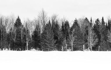 Tree line in the snow - 324272137