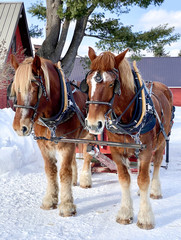 Belgian horses pulling a sleigh - 324272193