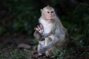 Asian monkey with son in the forest.