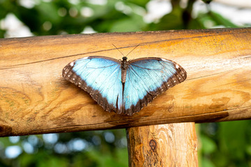 butterfly with open blue wings perched on a wood