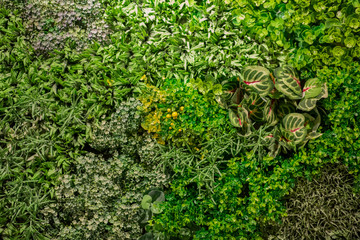 Living background with green plants and environment scene