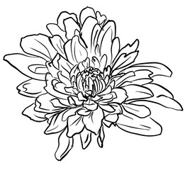 Chrysanthemum flowers vector. Hand drawn botanical illustration.